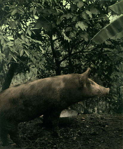 Ingar Krauss