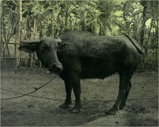 Ingar Krauss