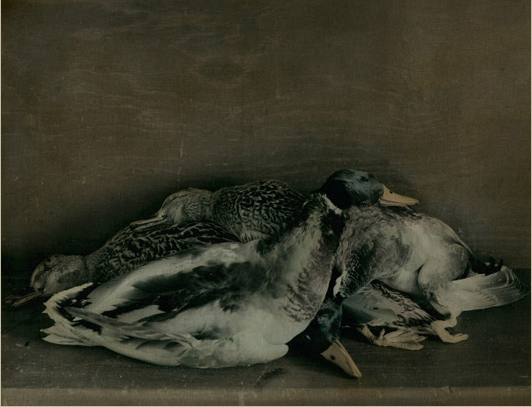 Ingar Krauss