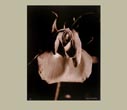 Denis Brihat