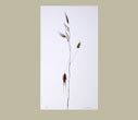 Denis Brihat