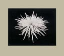 Denis Brihat