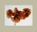 Denis Brihat