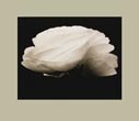 Denis Brihat