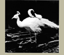 Debby Flemming Caffery