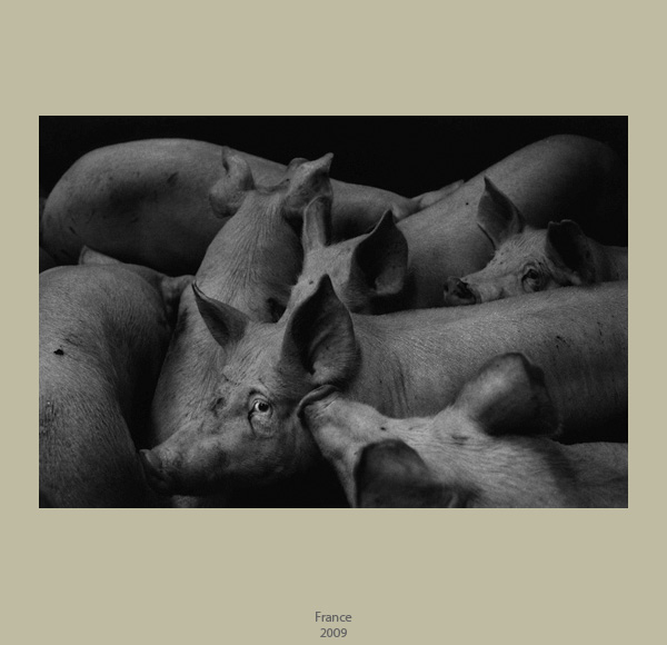 Denis Brihat