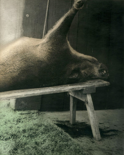 Ingar Krauss