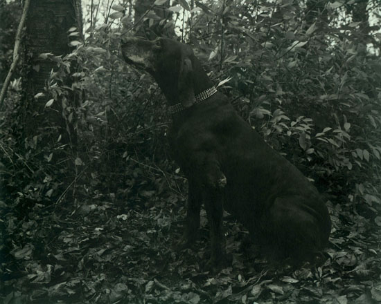 Ingar Krauss
