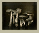 Ingar Krauss