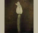 Ingar Krauss