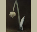 Ingar Krauss