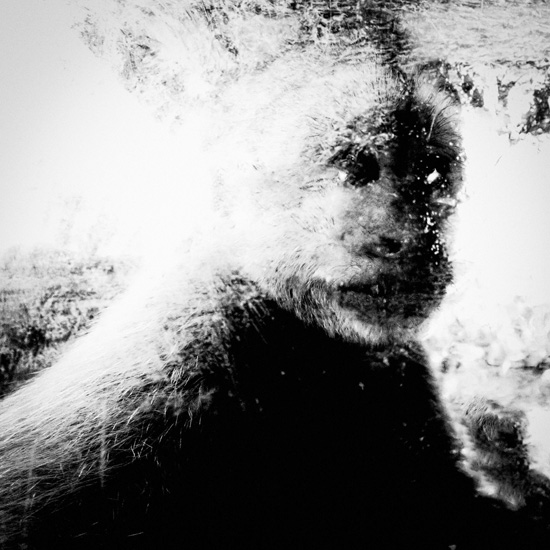 Michael Ackerman