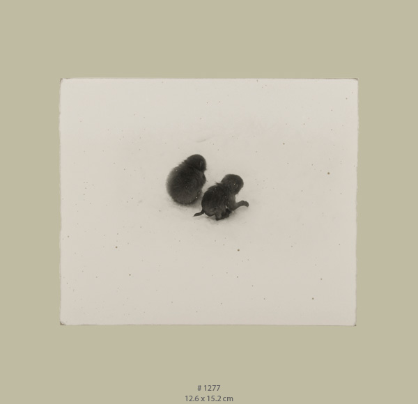 Denis Brihat
