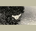 Masao Yamamoto
